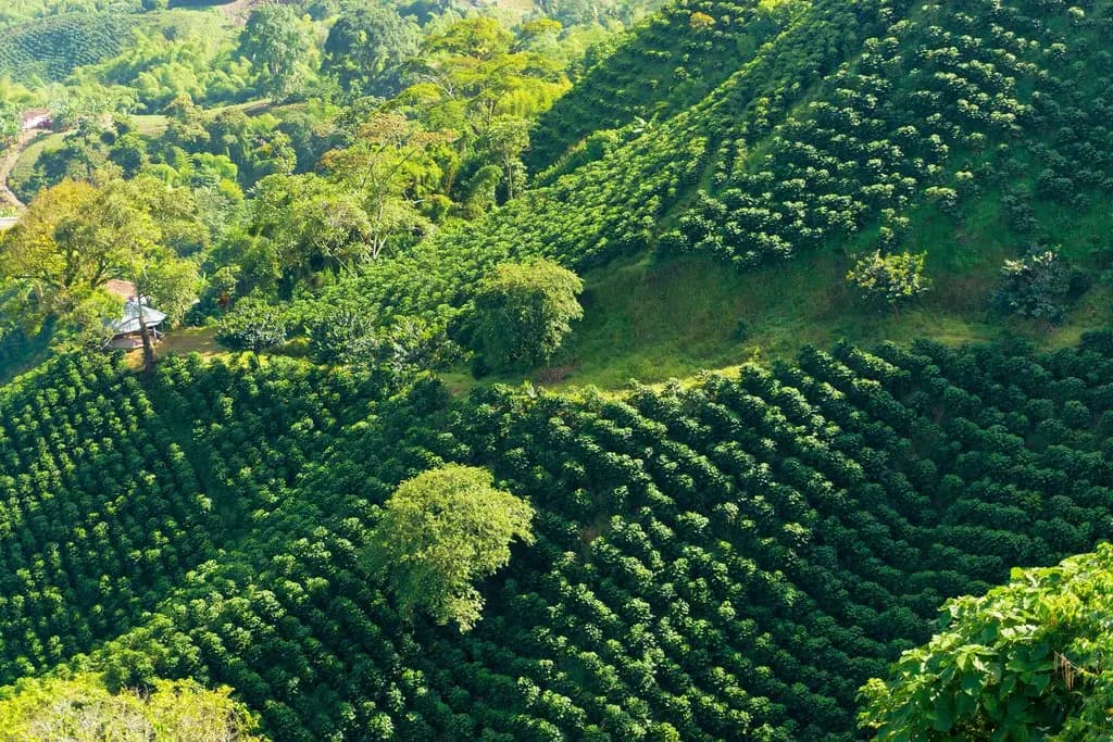 Aerial view of coffee plantations on green hillsides in Colombia's Coffee Region