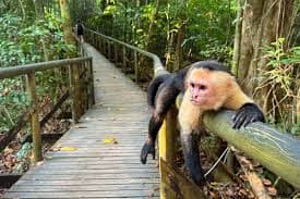 Manuel Antonio