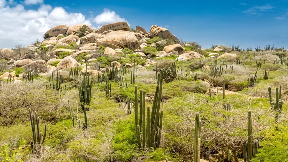 Cactus desert and rocky trails inside Arikok National Park, Aruba