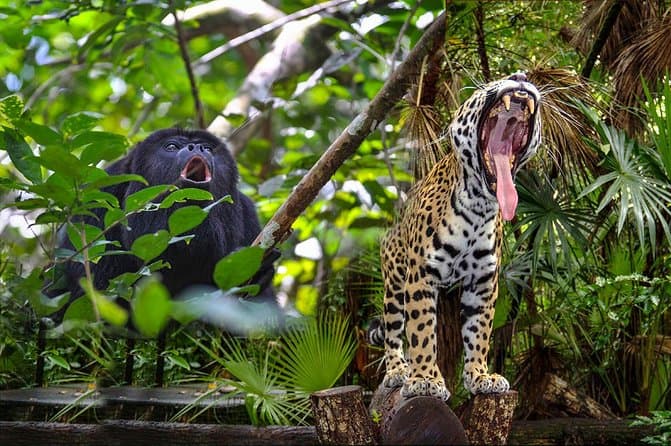 A howler monkey and a jaguar amid dense green jungle foliage