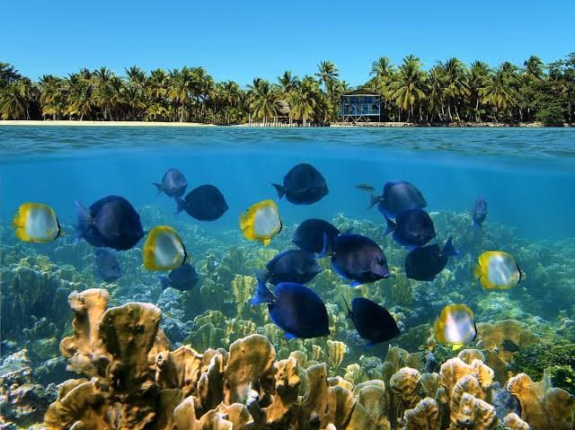 Tropical fish and coral seen while snorkeling Belize's barrier reef, with a palm-lined caye above the waterline