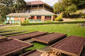 Trays of cocoa beans drying in the sun at Belmont Estate, a working plantation in northern Grenada