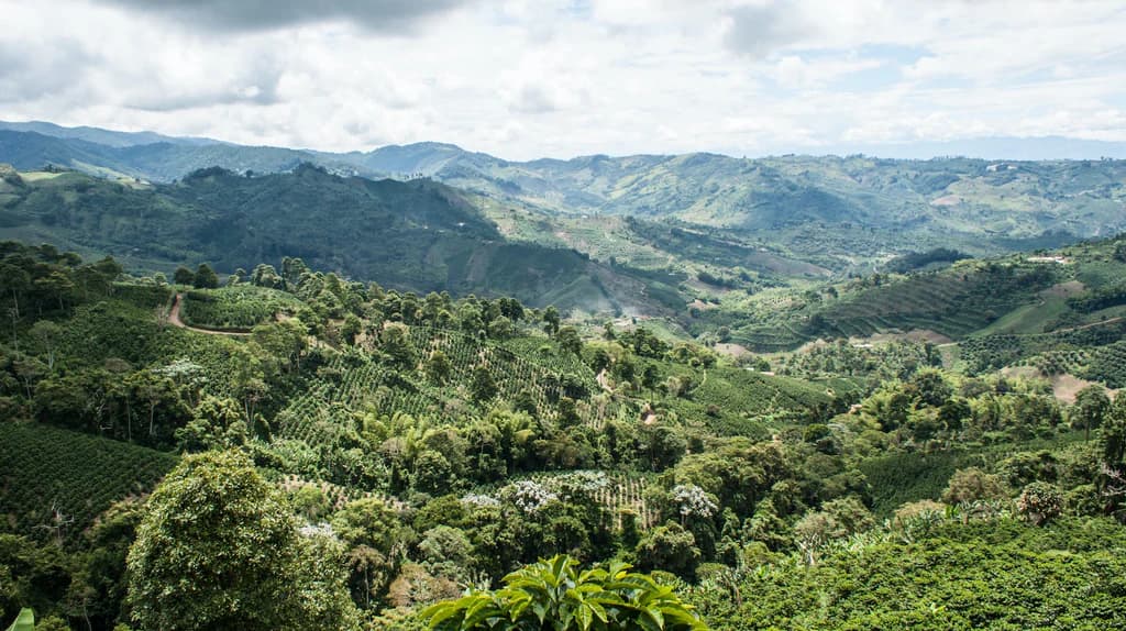 Terraced coffee plantations blanketing the green mountains of Puerto Rico's central highlands