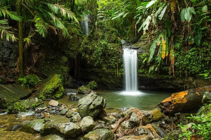 A waterfall spilling into a clear pool surrounded by dense rainforest in El Yunque National Forest