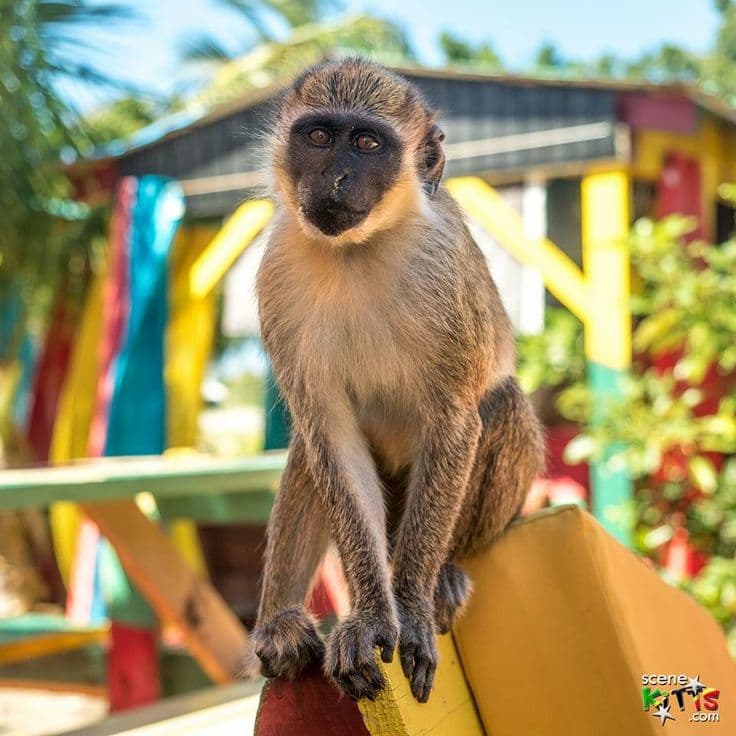 A vervet monkey accepting a snack on a St. Kitts roadside