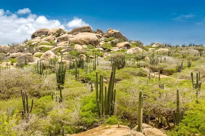 Cacti and boulder formations in Arikok National Park, Aruba