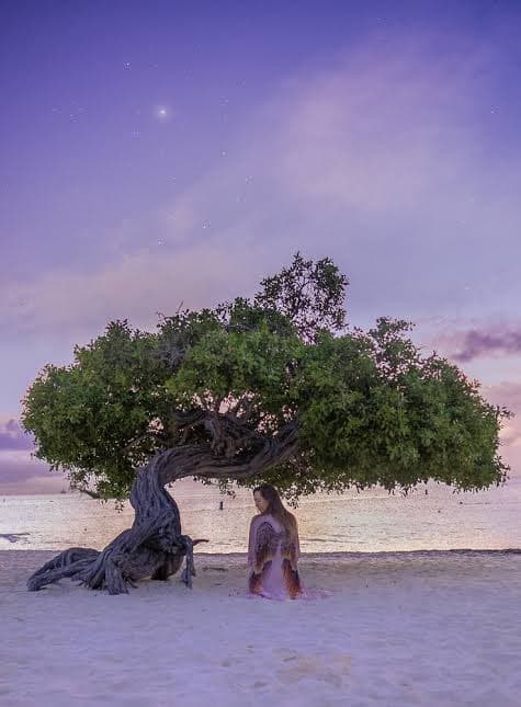 A divi-divi tree at dusk on the wide white sand of Eagle Beach, Aruba