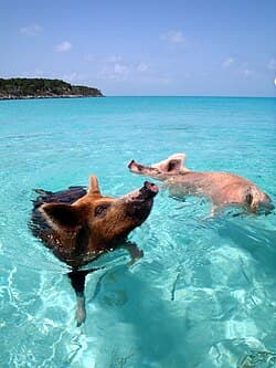 Wild swimming pigs wading and swimming in crystal clear turquoise water at Big Major Cay in Exuma, Bahamas