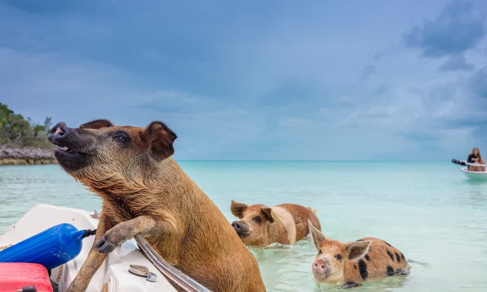 Wild swimming pigs wading in the crystal clear turquoise water at Big Major Cay, Exuma, Bahamas