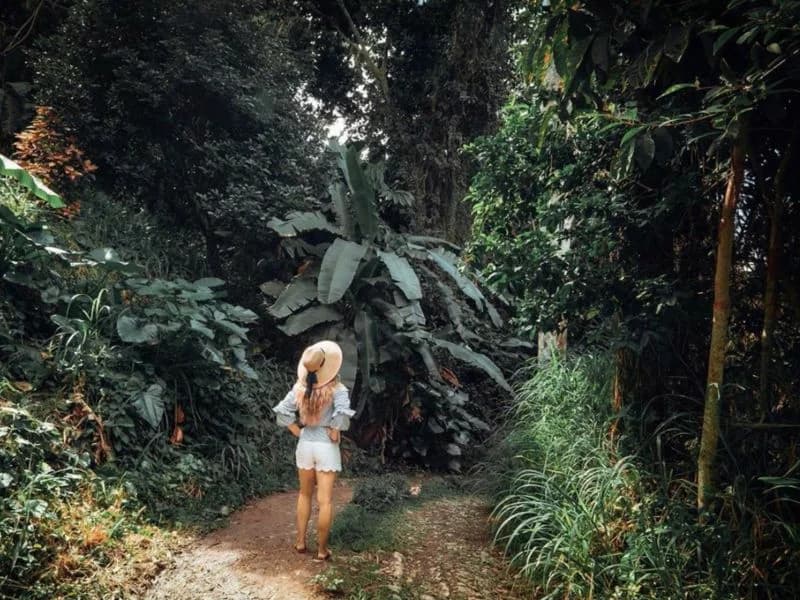 Lush rainforest trail in Sage Mountain National Park, the highest point in the BVI