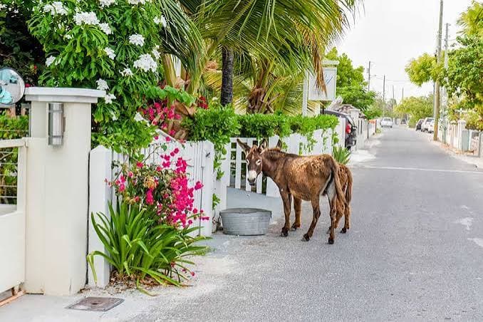 A wild donkey on a flower-lined colonial street in Cockburn Town, Grand Turk