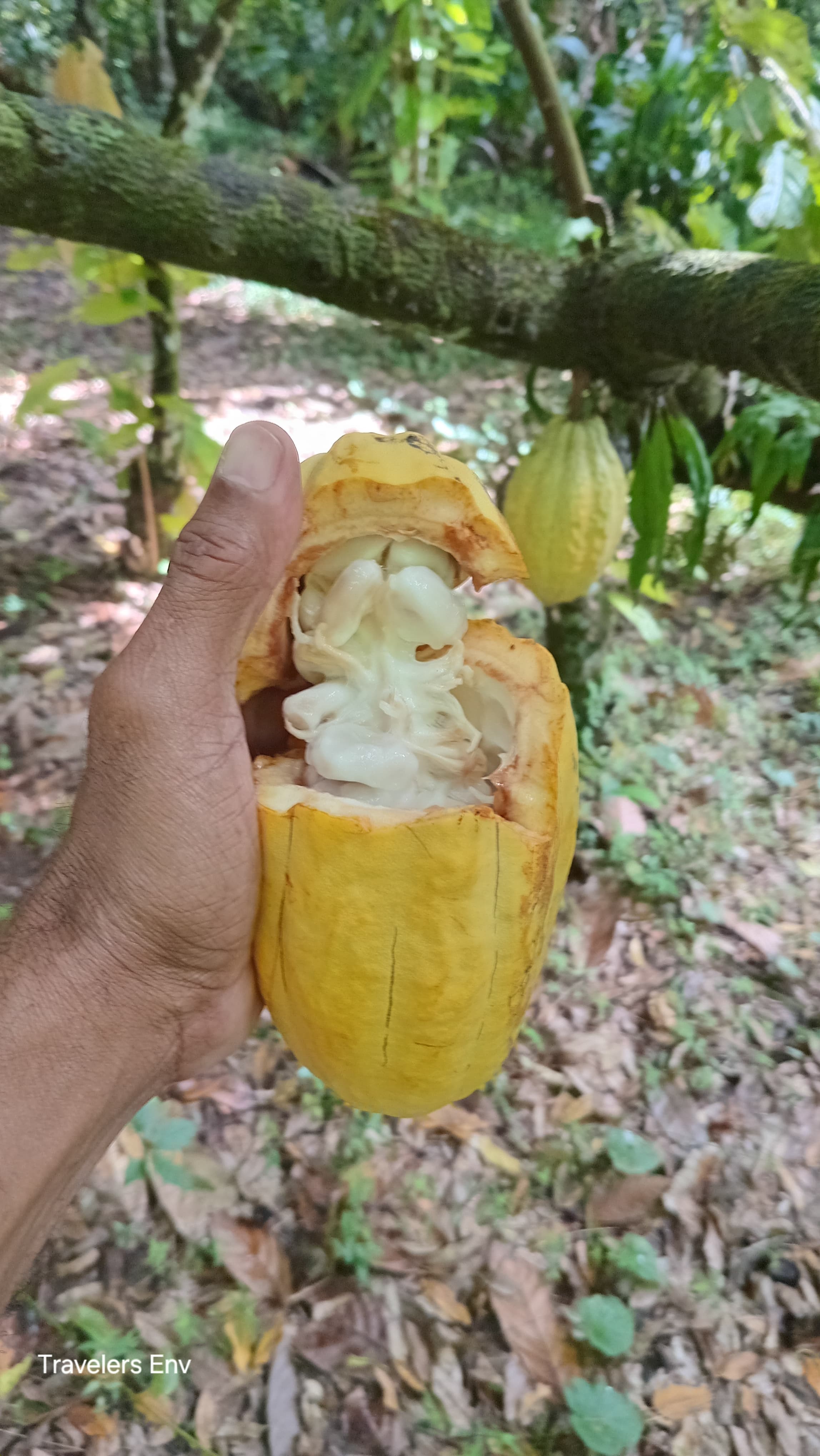 St. Lucia Chocolate Experience with Cacao Plantation Tour and Tasting - Image 4