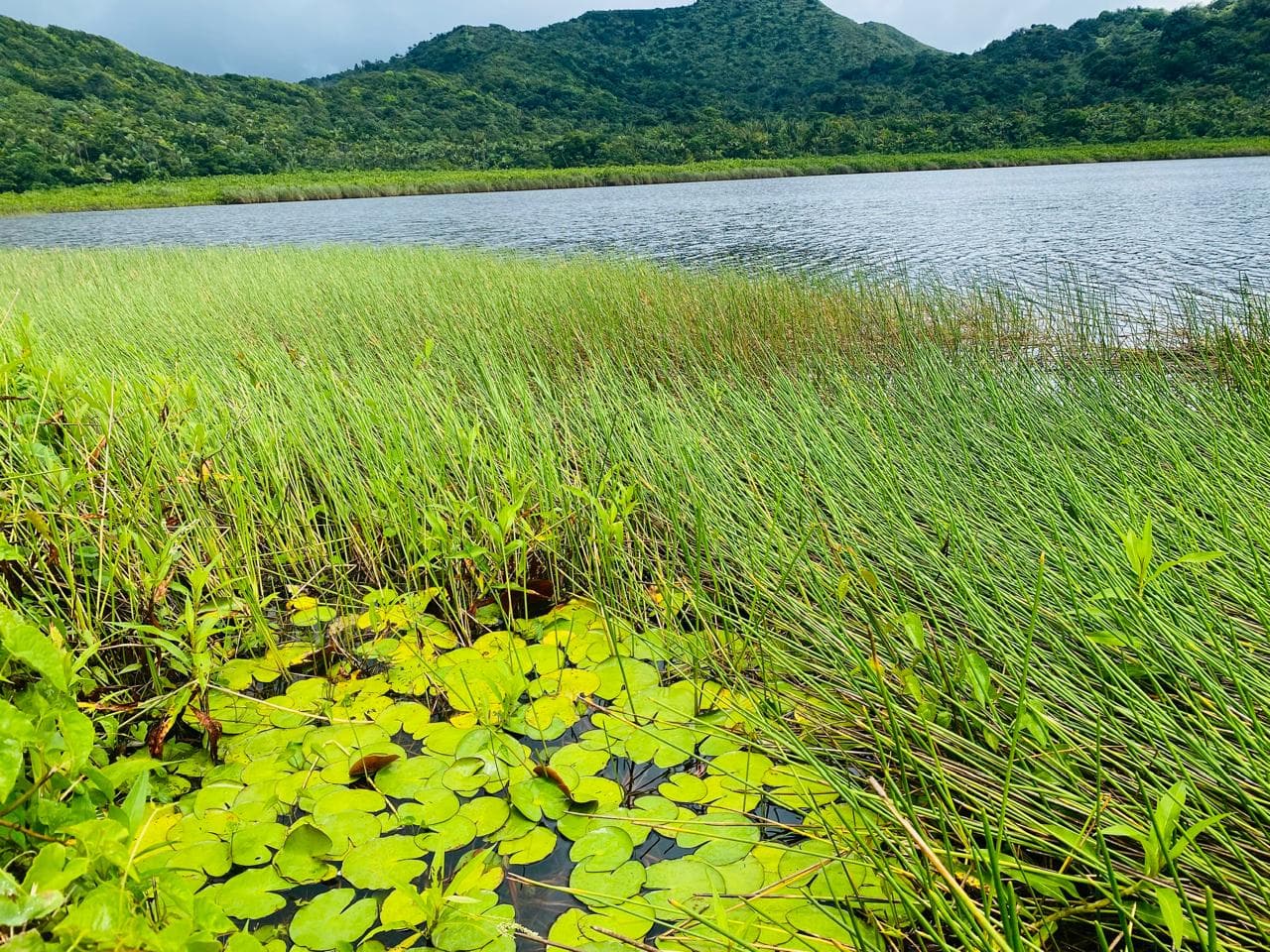 Discover Grenada Spice Island Tour Waterfall And Beach Experience - Image 7